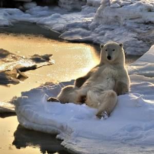 Meet your Posher, Earleen